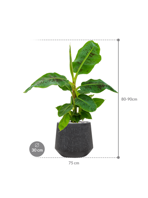 Musa 'Dwarf Cavendish' in Baq Raindrop pot Zwart - Bananenplant Kant & Klaar