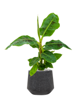Afbeelding in Gallery-weergave laden, Musa &#39;Dwarf Cavendish&#39; in Baq Raindrop pot Zwart - Bananenplant Kant &amp; Klaar
