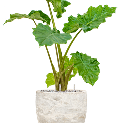 Alocasia 'Portodora' in Baq Algar Pot - Olifantsoor Kant & Klaar