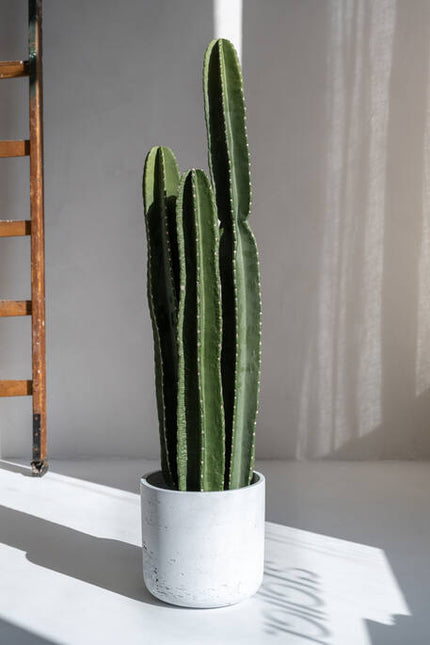 Cactus San Pedro - Kunstplant - XL