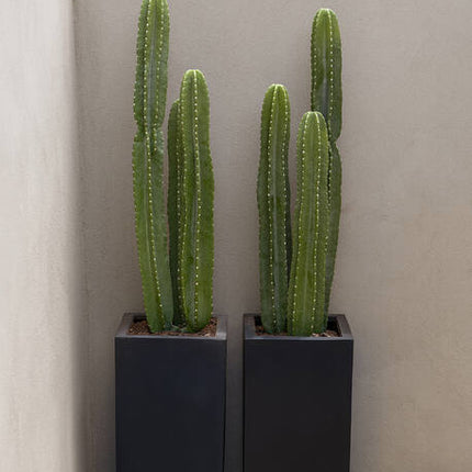 Cactus San Pedro - Kunstplant - XL