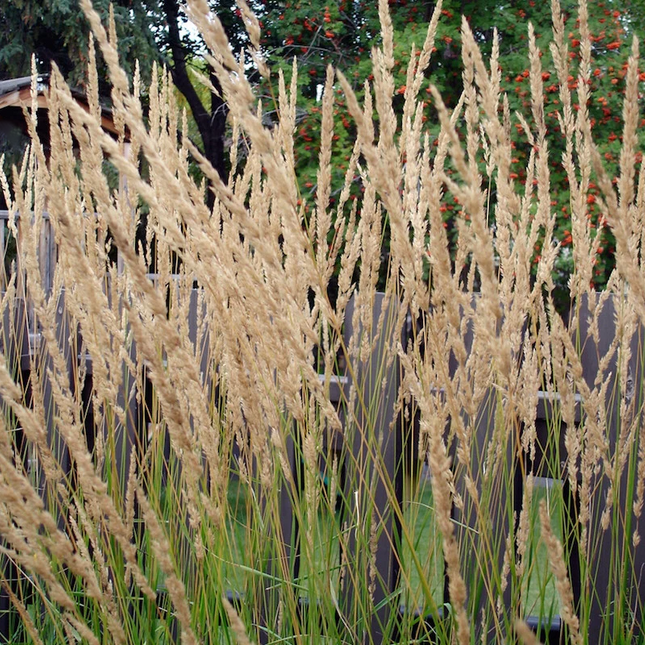 Calamagrostis acutiflora 'Karl Foerster' - Struisriet