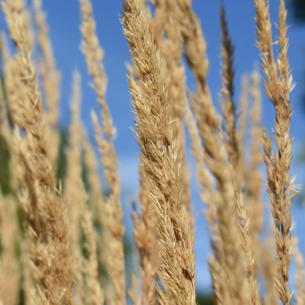 Calamagrostis acutiflora 'Karl Foerster' - Struisriet