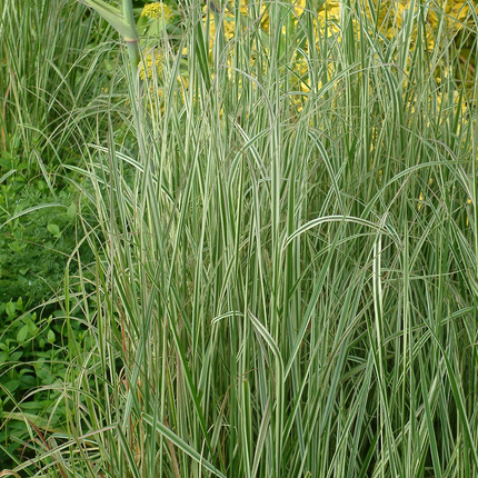 Calamagrostis acutiflora 'Overdam' - Struisriet