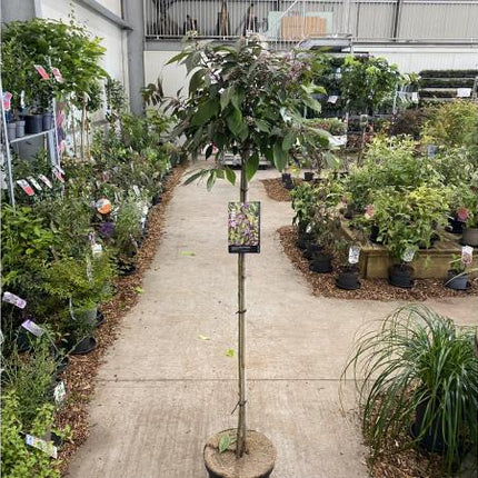 Callicarpa bodinieri 'Profusion' op stam