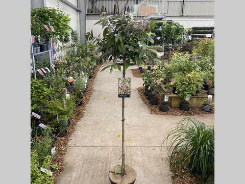 Callicarpa bodinieri 'Profusion' op stam