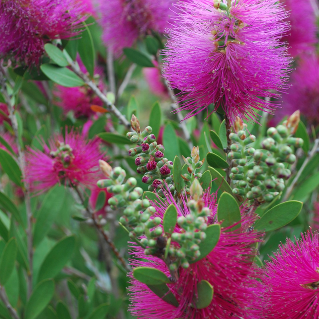 Callistemon viminalis 'Hot Pink' - Flessenborstel