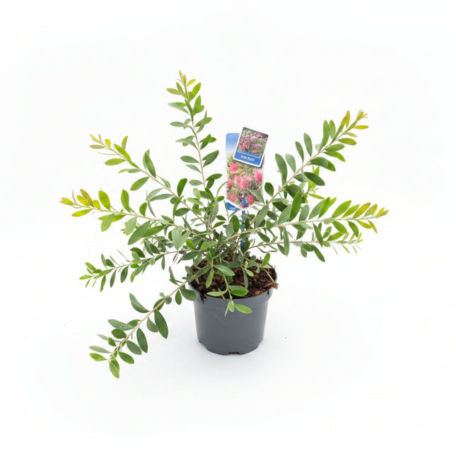 Callistemon viminalis ‘Hot Pink’ in pot – roze lampenpoetserplant