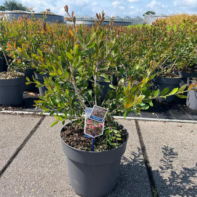 Callistemon viminalis 'Hot Pink' - Flessenborstel