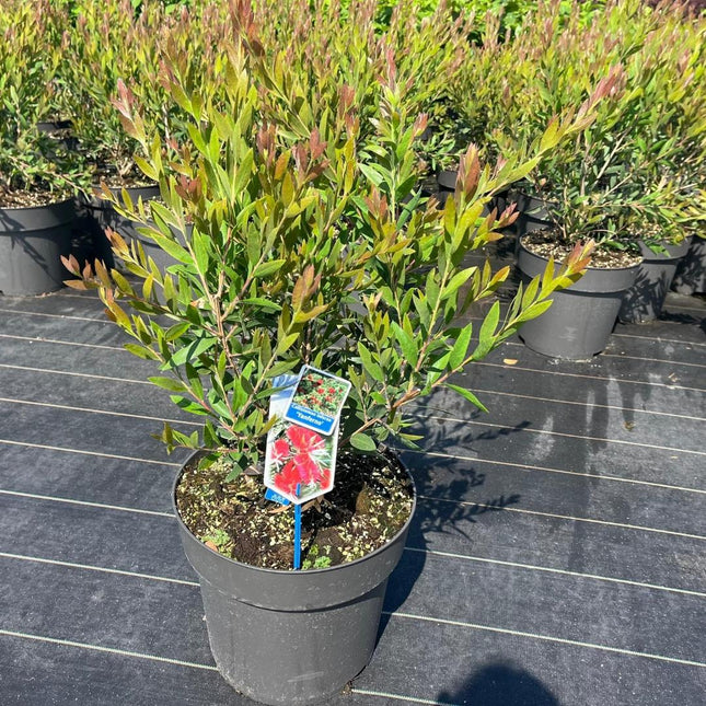 Callistemon viminalis 'Inferno' - Flessenborstel
