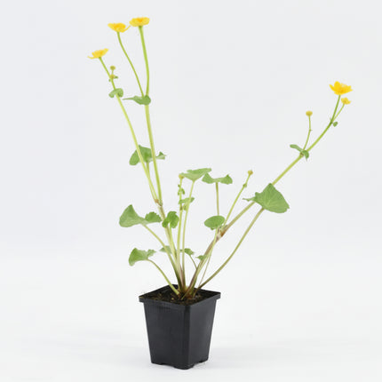 Caltha palustris (dotterbloem) in een zwarte kweekpot, met meerdere lange groene stelen, ronde frisgroene bladeren en heldergele bloemen tegen een witte achtergrond.