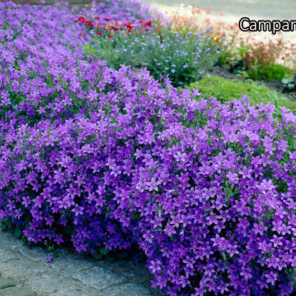 Borderpakket 'Wild & Inheems' - 5m² - 40 planten
