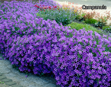 Afbeelding in Gallery-weergave laden, Borderpakket &#39;Inheems &amp; Biodivers&#39; - 5m² - 50 planten

