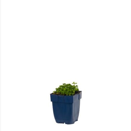 Campanula portenschlagiana in p9 pot met lage, bodembedekkende groei en frisgroen blad.
