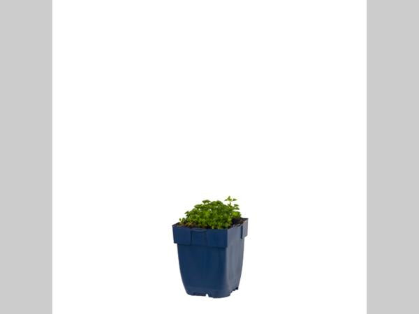 Campanula portenschlagiana in p9 pot met lage, bodembedekkende groei en frisgroen blad.