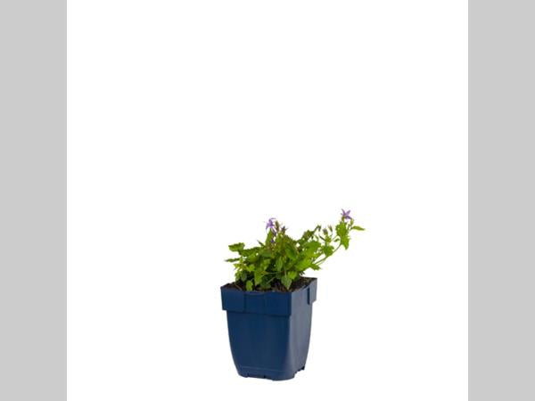 Campanula poscharskyana ‘Stella’ in p9 pot met laagblijvende, bodembedekkende groei en frisgroen blad.