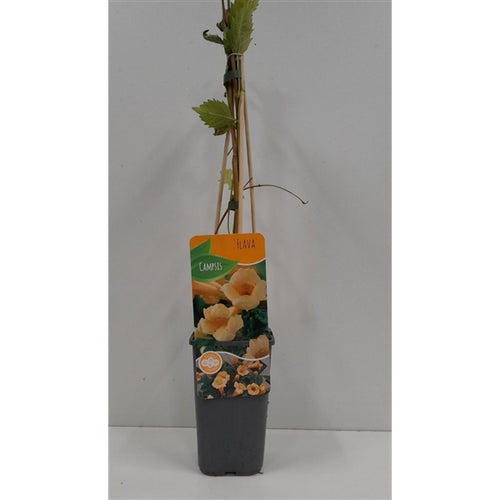 Campsis 'Flava' - Trompetbloem - Tuinplantenloods.nl
