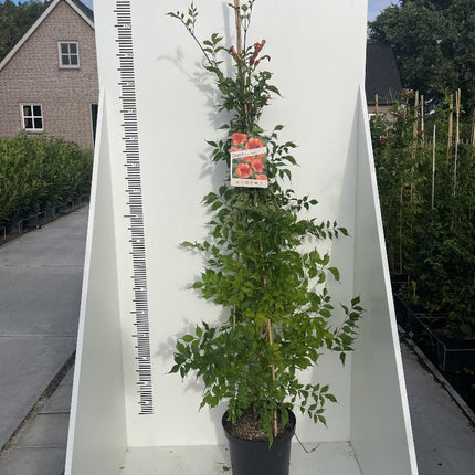 Campsis 'flamengo' - Oranje Trompetbloem