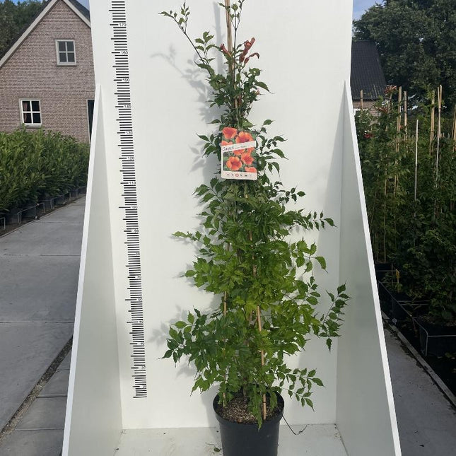 Campsis 'flamengo' - Oranje Trompetbloem
