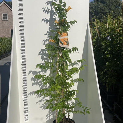 Campsis 'Flava' - Trompetbloem - Tuinplantenloods.nl