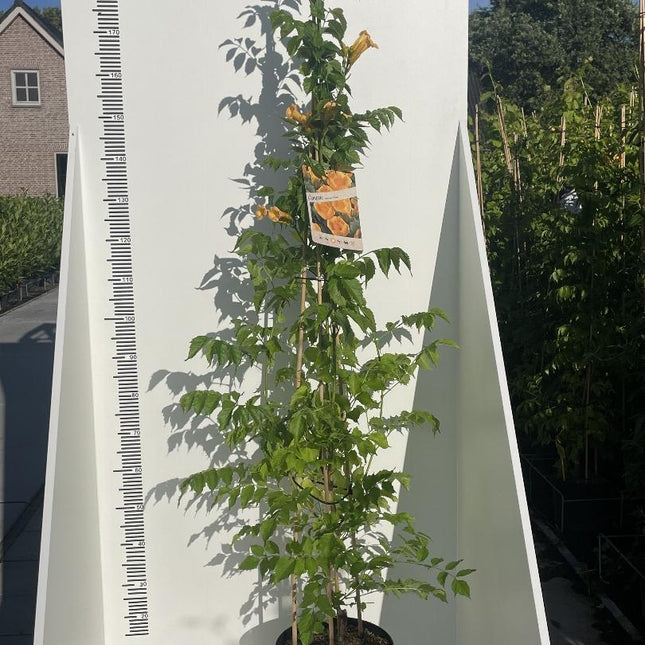 Campsis 'Flava' - Trompetbloem - Tuinplantenloods.nl