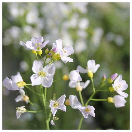 Close-up van Cardamine pratensis (pinksterbloem) met lichtlila tot zachtroze bloemetjes met gele meeldraden op slanke groene stelen, tegen een onscherpe groene achtergrond.