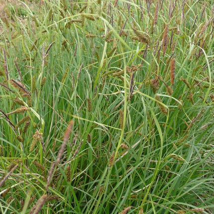 Blad en pluimen Carex Flacca