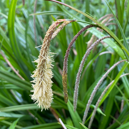 Carex pendula - Hangende zegge
