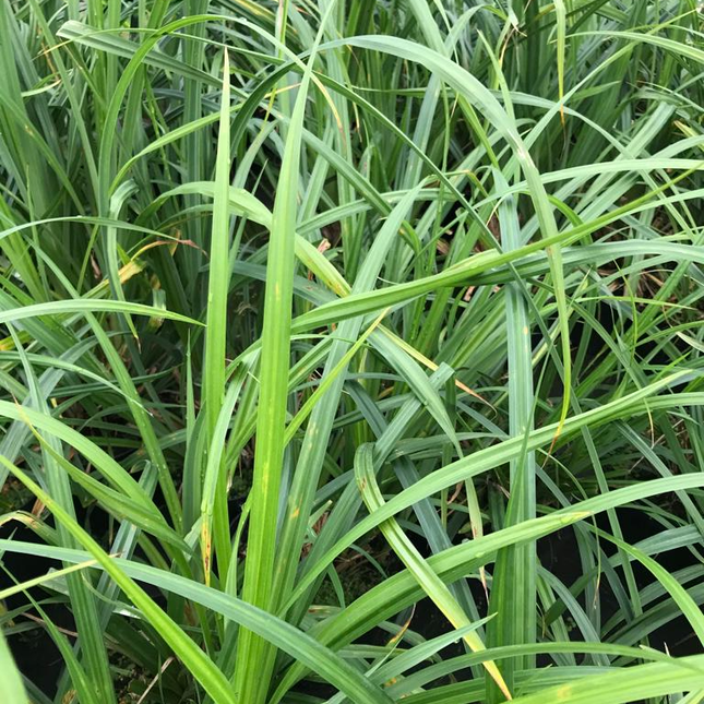 Carex pendula - Hangende zegge