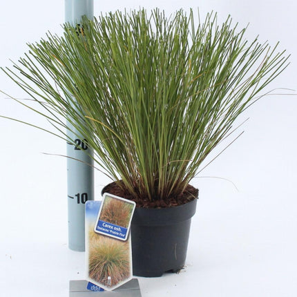 Carex testacea 'Prairie Fire' - Zegge