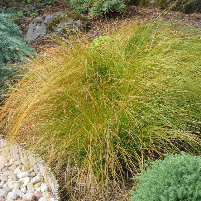 Carex testacea 'Prairie Fire' - Zegge