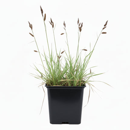Carex flacca in p9 pot met witte achtergrond