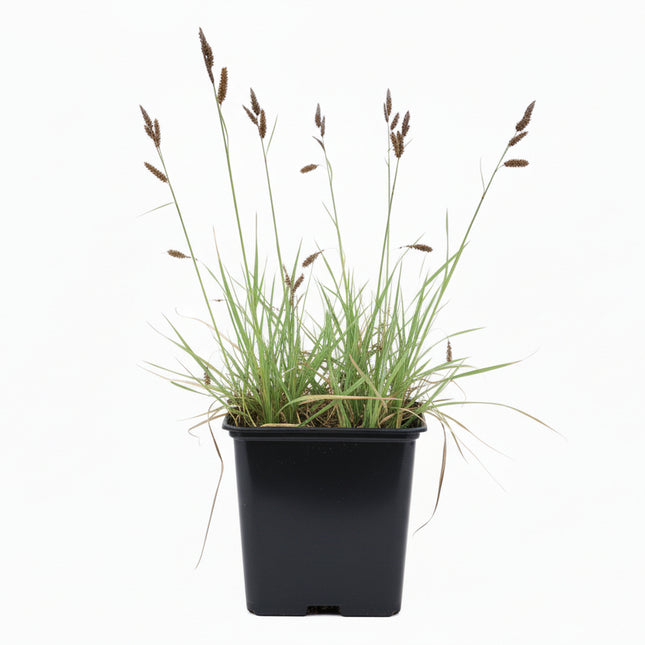 Carex flacca in p9 pot met witte achtergrond