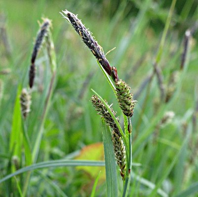 Carex nigra – Zwarte zegge P9 Pot