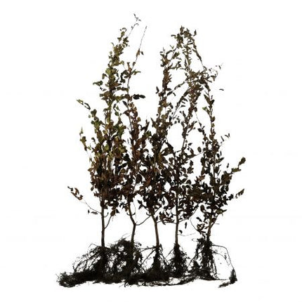Foto van een Carpinus betulus (haagbeuk) met blote wortel, met een rechte stam, fijne vertakkingen en zichtbare kale wortels zonder pot of kluit, klaar om als haagplant aangeplant te worden.
