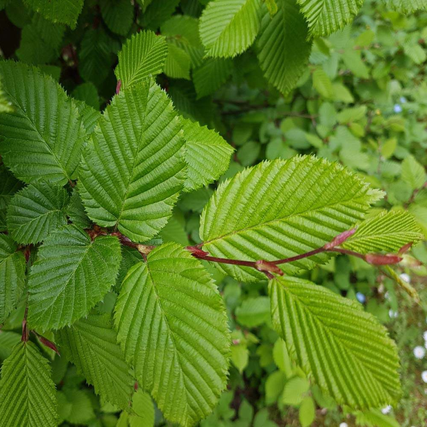 Scherp gekarteld blad van Carpinus betulus - Haagbeuk