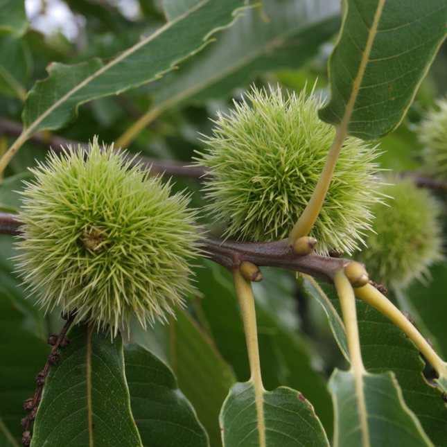 Castanea sativa - Tamme kastanjehaag blote wortel