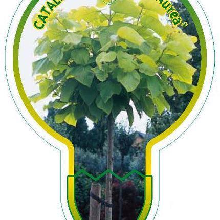 Catalpa bignonioides 'Aurea' - Gouden Trompetboom op stam