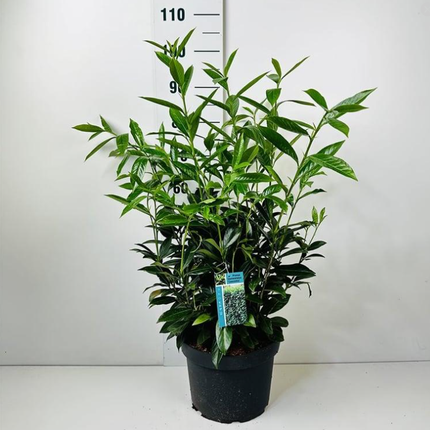 Prunus laurocerasus 'Caucasica' - Laurierhaag