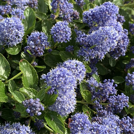 Ceanothus delilianus 'Gloire de Versailles' - Amerikaanse sering