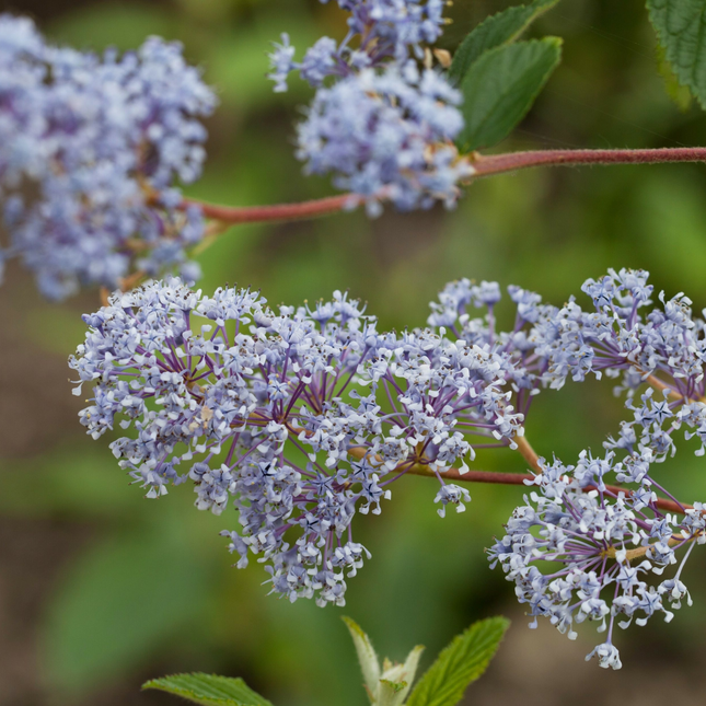 Ceanothus delilianus 'Gloire de Versailles' - Amerikaanse sering