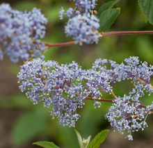 Afbeelding in Gallery-weergave laden, Ceanothus delilianus &#39;Gloire de Versailles&#39; - Amerikaanse sering
