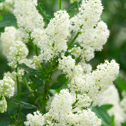 Ceanothus thyrsiflorus 'Millerton Point' - Amerikaanse sering