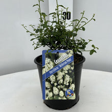 Afbeelding in Gallery-weergave laden, Ceanothus thyrsiflorus &#39;Millerton Point&#39; - Amerikaanse sering
