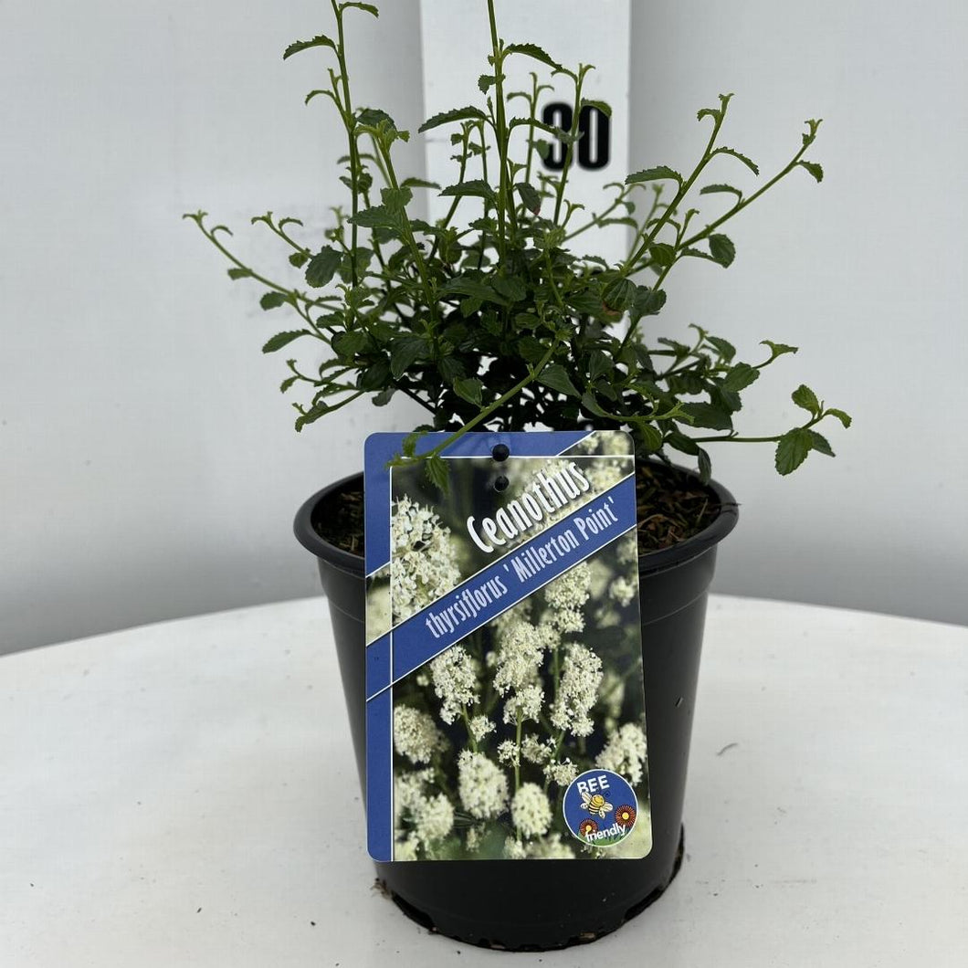 Ceanothus thyrsiflorus 'Millerton Point' - Amerikaanse sering