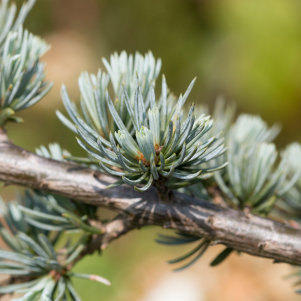 Cedrus libani 'Glauca' - Blauwe Libanonceder