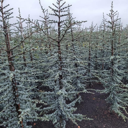 Cedrus libani 'Glauca' - Blauwe Libanonceder