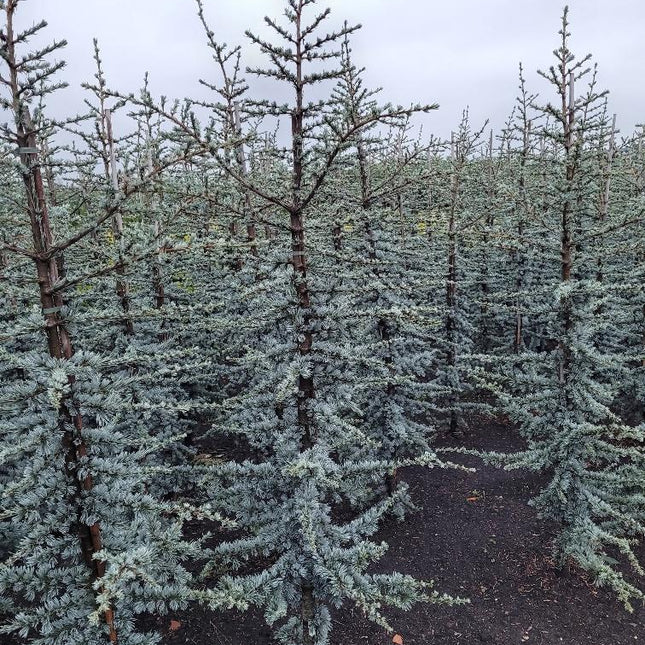 Cedrus libani 'Glauca' - Blauwe Libanonceder