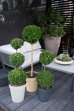 Afbeelding in Gallery-weergave laden, Buxus Sempervirens Triobol
