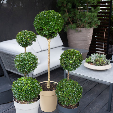 Buxus Sempervirens Bol op Stam